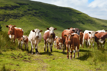 IRISH MOILED STEER