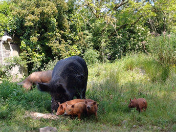 Wild Boar meat Ireland 