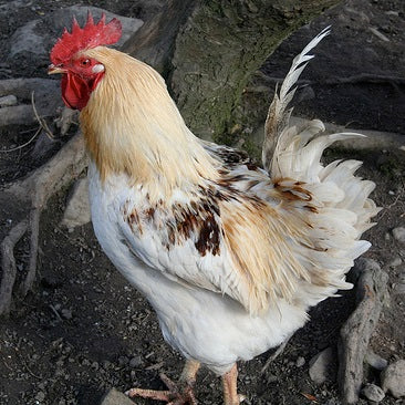 Pasture raised, Free range chicken cockerel (unaged, quick frozen)